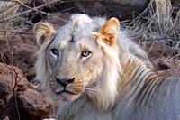 Face of feeding lion, Meru, Kenya Fine Art Print