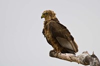 Africa. Tanzania. Bateleur Eagle at Tarangire NP Fine Art Print