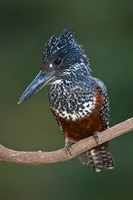 Africa. Tanzania. Giant Kingfisher in Manyara NP. Fine Art Print