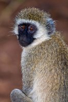 Africa. Tanzania. Vervet Monkey in Tarangire NP. Fine Art Print