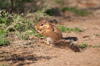 African Ground Squirrel Wildlife, Kenya Fine Art Print