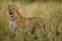 African Leopard hunting in the grass, Masai Mara Game Reserve, Kenya by Joe & Mary Ann McDonald - various sizes