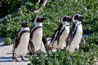 Group of African Penguins, Cape Town, South Africa Fine Art Print