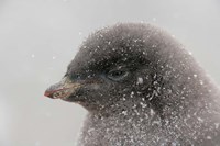 Antarctica, Brown Bluff, Adelie penguin chick Fine Art Print