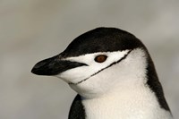 Antarctica Half Moon Island Chinstrap Penguin