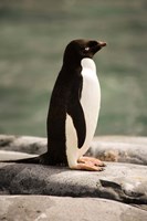 Antarctica. Adelie penguin. Fine Art Print