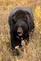 Black Bear walking in brush, Montana by Joe & Mary Ann McDonald - various sizes