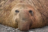 Bull elephant seal, South Georgia Island, Antarctica Fine Art Print