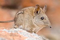 Cape Elephant Shrew, Bushmans Kloof, South Africa Fine Art Print