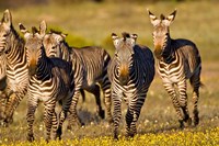 Cape Mountain Zebra, Bushmans Kloof, South Africa Fine Art Print