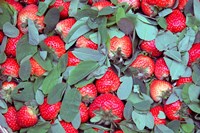 China, Chongqing, Strawberries in fruit market Fine Art Print