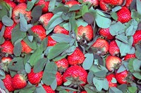 China, Chongqing, Strawberries in fruit market by Kymri Wilt - various sizes