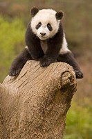 China, Wolong Panda Reserve, Baby Panda bear on stump Fine Art Print