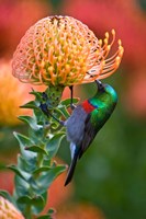 Double-collared Sunbird, South Africa-collared Sunbird, South Africa Fine Art Print