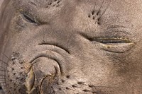 Female elephant seal, South Georgia Island, Antarctica Fine Art Print