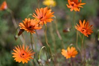 Orange Flowers, Kirstenbosch Gardens, South Africa by Ralph H. Bendjebar - various sizes