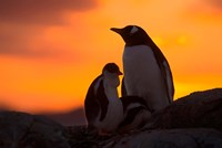 Gentoo Penguins Silhouetted at Sunset on Petermann Island, Antarctic Peninsula Fine Art Print