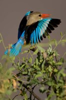 Grey-headed Kingfisher, Masai Mara GR, Kenya Fine Art Print