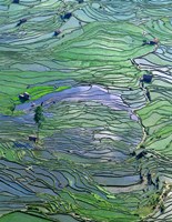 Flooded Tiger's Mouth Terraces, Yuanyang, Yunnan, China Fine Art Print