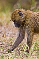 Baboons Hanging Around, Maasai Mara, Kenya Fine Art Print