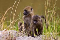 Baboons in the bush in the Maasai Mara Kenya. (RF) Fine Art Print