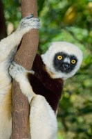 Coquerels Sifaka primate, Ankarafantsika, Madagascar Fine Art Print