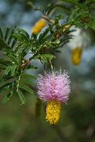 Ethiopia, Arba Minch, Nech Sar, Flora Fine Art Print