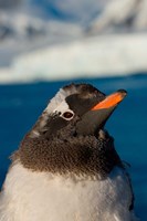 Gentoo penguin chick, Western Antarctic Peninsula Fine Art Print