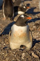 Gentoo penguin, South Shetland Islands, Antarctica Fine Art Print