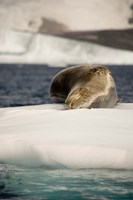Antarctica. Leopard seal adrift on ice flow. Fine Art Print