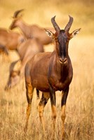 Female topi standing on grassy plain, Masai Mara Game Reserve, Kenya Fine Art Print