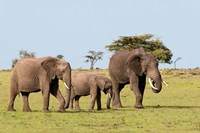 Three African Elephants, Maasai Mara, Kenya Fine Art Print