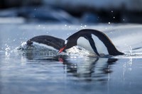 Antarctica, Anvers Island, Gentoo Penguins diving into water. Fine Art Print