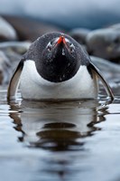 Antarctica, Cuverville Island, Gentoo Penguin in a shallow lagoon. by Paul Souders - various sizes