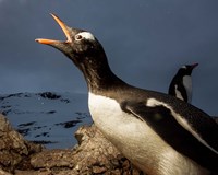 Antarctica, Cuverville Island, Portrait of Gentoo Penguin nesting. Fine Art Print