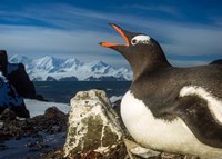 Antarctica, Livingstone Island, Flash portrait of Gentoo Penguin. Fine Art Print