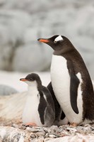 Antarctica, Petermann Island, Gentoo Penguins Fine Art Print