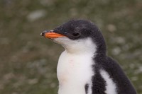 Antarctica, South Shetlands Islands, Gentoo Penguin Fine Art Print