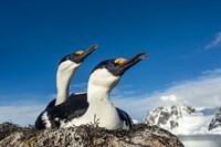 Blue-eyed Shags, Antarctica. Fine Art Print