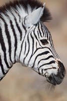 Burchell's Zebra, Etosha National Park, Namibia Fine Art Print