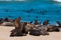 Cape fur seasl, Skeleton Coast NP, Namibia. Fine Art Print