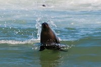 Cape fur seal, Arctocephalus pusilus, Skeleton Coast NP, Namibia. Fine Art Print