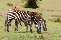 Zebra grazing, Maasai Mara, Kenya Fine Art Print