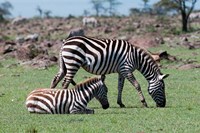 Common Zebra, Maasai Mara, Kenya Fine Art Print