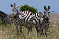 Common Zebra, Masai Mara National Reserve, Kenya Fine Art Print