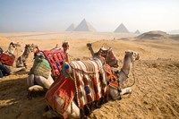 Egypt, Cairo, Camels, desert sands of Giza Pyramids Fine Art Print