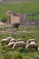 Grazing sheep by the Capitole, UNESCO site, Dougga, Tunisia Fine Art Print