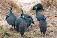 Helmeted guineafowl, Maasai Mara National Reserve, Kenya Fine Art Print