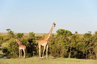 Giraffe, Giraffa camelopardalis, Maasai Mara, Kenya. Fine Art Print