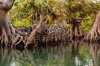 Africa, Liberia, Monrovia. View of mangroves on the Du River. Fine Art Print